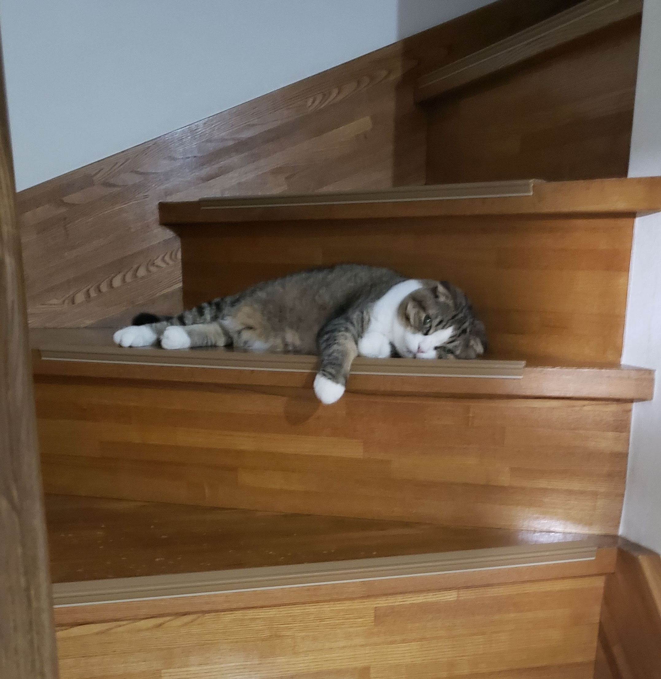 猫の変わらない安定感で気が楽に。